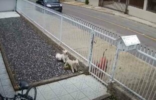 なんて頼もしい門番！家に侵入してこようとした犬を、2匹の犬がフェンス越しに執拗に追いかけ回して侵入を阻止！【海外・動画】