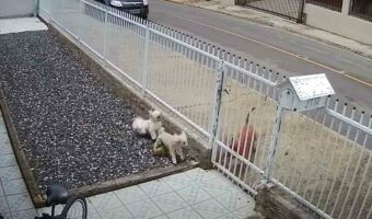 なんて頼もしい門番！家に侵入してこようとした犬を、2匹の犬がフェンス越しに執拗に追いかけ回して侵入を阻止！【海外・動画】