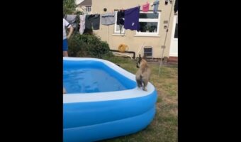 庭に置かれたプールの縁を歩いて進むフレンチ・ブルドッグの子犬。この子が飛び込んでいったのは、プールとは違う方向!?!?【海外・動画】