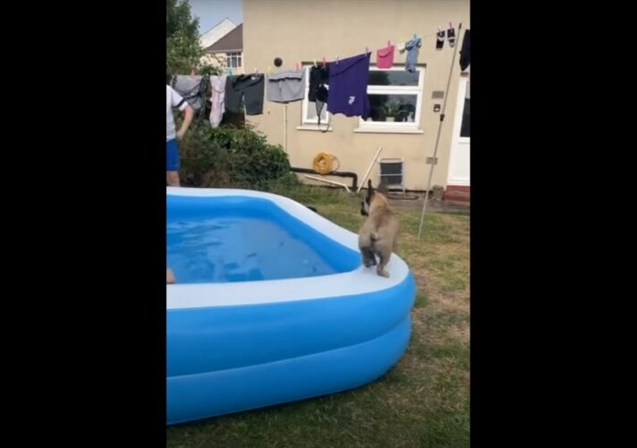 庭に置かれたプールの縁を歩いて進むフレンチ・ブルドッグの子犬。この子が飛び込んでいったのは、プールとは違う方向！？！？【海外・動画】