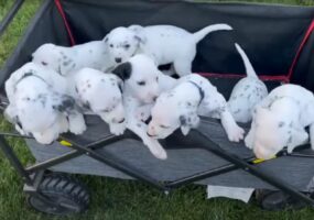 ワゴンに乗せられた生まれたばかりのダルメシアンの子犬たち。みんなでワゴンから身を乗り出していて、お庭で遊びたいみたいです！！【動画】