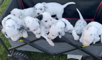 ワゴンに乗せられた生まれたばかりのダルメシアンの子犬たち。みんなでワゴンから身を乗り出していて、お庭で遊びたいみたいです!!【動画】