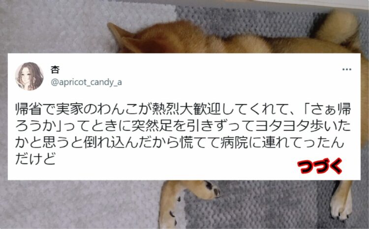 【愛犬のトリビア】飼い主の気を引きたくて犬は仮病を使う事がある！という事実が何とも愛おしい