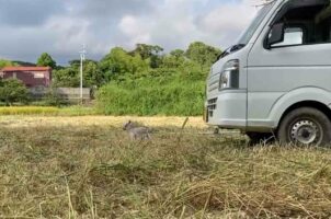 「僕を見失ってパニックになってる飼い山羊がかわいい」飼い主がツイートした動画が愛おしすぎると話題に！