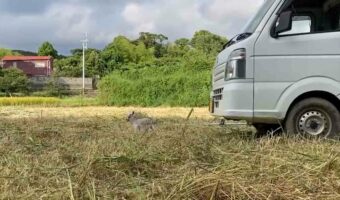 「僕を見失ってパニックになってる飼い山羊がかわいい」飼い主がツイートした動画が愛おしすぎると話題に！