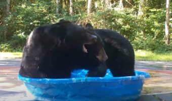 プールで激しい取っ組み合いをするクマ。勝利したクマはプールを独り占め！どうやらプールの奪い合いをしていたみたいです【アメリカ・動画】