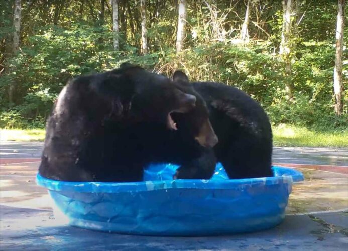 プールで激しい取っ組み合いをするクマ。勝利したクマはプールを独り占め！どうやらプールの奪い合いをしていたみたいです【アメリカ・動画】