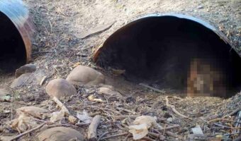 その大きな体でよく潜り込めたね?涼しい場所を求めてか、体の大きなあの猛獣が暗渠の狭いスペースに入っていきました!!【アメリカ・動画】