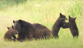相撲をとっているやんちゃな子グマたち。お母さんに見守られながら、元気に遊んでいるその姿にほっこり【アメリカ・動画】