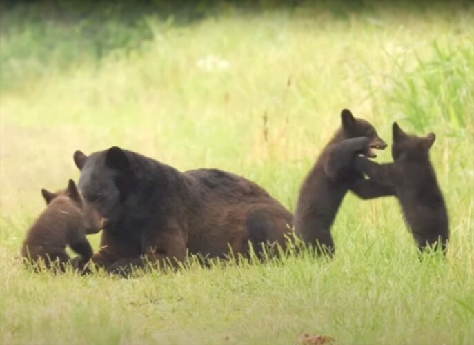 相撲をとっているやんちゃな子グマたち。お母さんに見守られながら、元気に遊んでいるその姿にほっこり【アメリカ・動画】