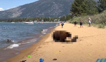 湖岸の砂浜でバカンスを楽しむ人たちがいる所へやって来たのは、体の大きな『あの動物』の家族！水際で遊びたかったのかな？【アメリカ・動画】