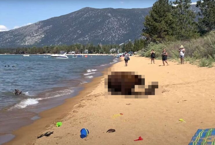 湖岸の砂浜でバカンスを楽しむ人たちがいる所へやって来たのは、体の大きな『あの動物』の家族！水際で遊びたかったのかな？【アメリカ・動画】