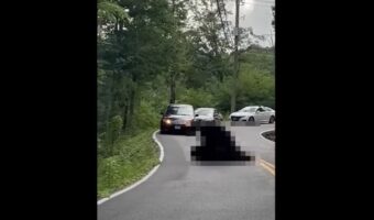 道のど真ん中で取っ組み合いをしていたのは猛獣とされる『あの動物』！その道を行こうとした車は渋滞を作ってケンカがおさまるのを待っています