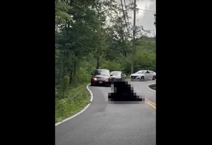 道のど真ん中で取っ組み合いをしていたのは猛獣とされる『あの動物』！その道を行こうとした車は渋滞を作ってケンカがおさまるのを待っています