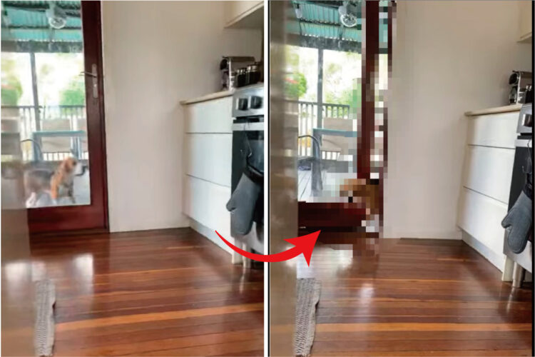 ベランダに出されてしまったビーグル。しかし、それが不服だったのか、この直後に賢くてスマートな行動を取ってみせました【海外・動画】