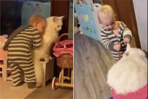 仲良く並んでいた赤ちゃんと猫。猫が手押し車に乗り込んだので、次はお家の中を一緒に散策する冒険が始まるみたいです【海外・動画】