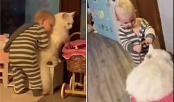 仲良く並んでいた赤ちゃんと猫。猫が手押し車に乗り込んだので、次はお家の中を一緒に散策する冒険が始まるみたいです【海外・動画】