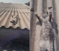 屋根の上でお昼寝をしている猫。ポカポカの陽気で気持ちいいのか、ヘソ天で眠るこの子はすっかりリラックスしているみたいです