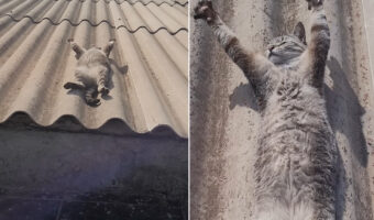 屋根の上でお昼寝をしている猫。ポカポカの陽気で気持ちいいのか、ヘソ天で眠るこの子はすっかりリラックスしているみたいです