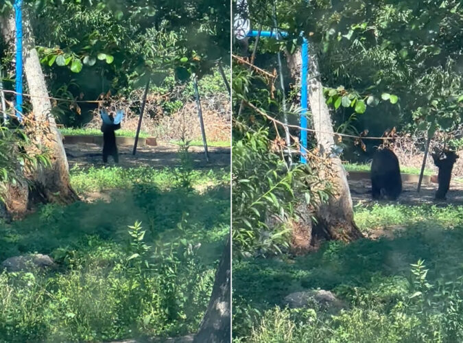 庭のブランコで遊んでいるのは『ある動物』の親子。しかし、乗ることはできなかったので、ちょっと違う遊び方をしています【アメリカ・動画】