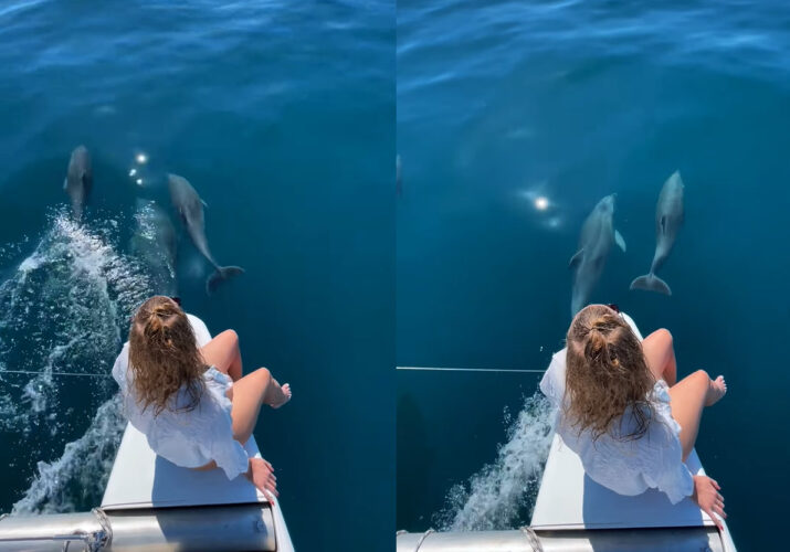 すっごい絵になる！ボートの先端に座り込む女性。すると、このボートを先導するかのようにイルカたちが泳いでいくではないですか！【海外・動画】