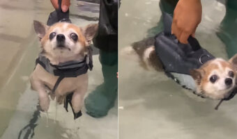 プールに浮いているチワワ。持病などもあるので、膝に負担のかからないように泳いで運動不足解消して欲しいのですが・・【アメリカ・動画】