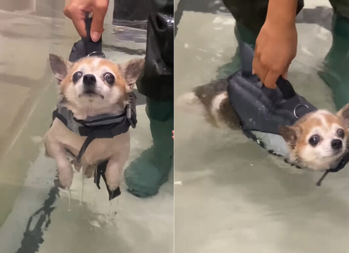 プールに浮いているチワワ。持病などもあるので、膝に負担のかからないように泳いで運動不足解消して欲しいのですが・・【アメリカ・動画】