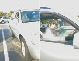 車内でいい子にお留守番をしている犬をスーパーの駐車場で発見したと思ったら・・。そこにいたのはすごく『紳士』な子でした！【アメリカ・動画】