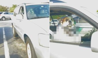 車内でいい子にお留守番をしている犬をスーパーの駐車場で発見したと思ったら・・。そこにいたのはすごく『紳士』な子でした!【アメリカ・動画】