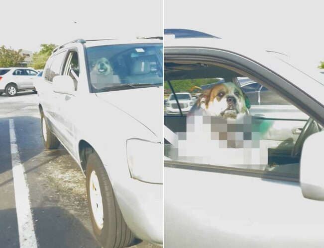 車内でいい子にお留守番をしている犬をスーパーの駐車場で発見したと思ったら・・。そこにいたのはすごく『紳士』な子でした！【アメリカ・動画】