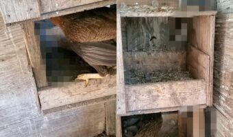 寝床の中に『侵入者』の姿を見つけたメンドリ。危険な相手ですが、一歩も引くことなく追い払うために戦います!!【アメリカ・動画】