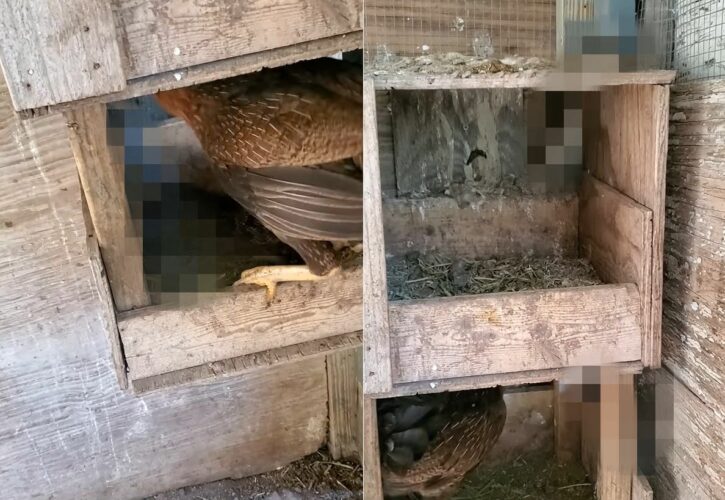 寝床の中に『侵入者』の姿を見つけたメンドリ。危険な相手ですが、一歩も引くことなく追い払うために戦います！！【アメリカ・動画】