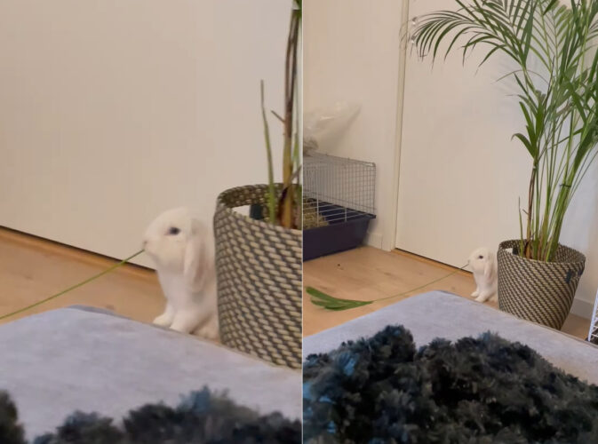 もぐもぐと食事をしているウサギ。だけどそれって君のごはんじゃなくて・・、隣に置かれた観葉植物じゃない？？【海外・動画】