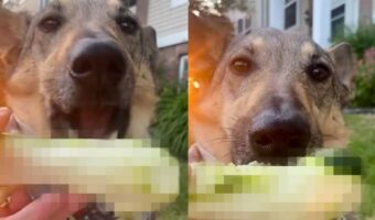 独特の食感がお気に入り?おやつをもぐもぐする愛犬。夢中になって口にしているその食べ物とは?!【アメリカ・動画】