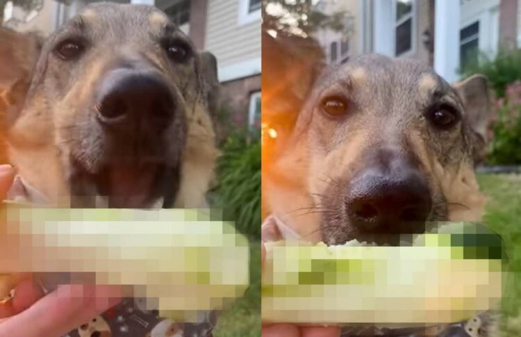 独特の食感がお気に入り？おやつをもぐもぐする愛犬。夢中になって口にしているその食べ物とは？！【アメリカ・動画】