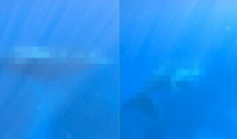 ダイバーさん大興奮！オーストラリア西部・エクスマウス沖での美しい海に潜っていたら嬉しい出会いがありました！！【海外・動画】