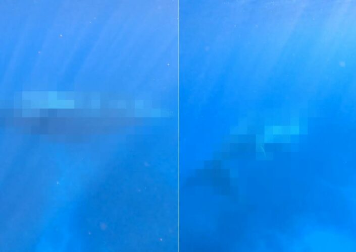 ダイバーさん大興奮！オーストラリア西部・エクスマウス沖での美しい海に潜っていたら嬉しい出会いがありました！！【海外・動画】