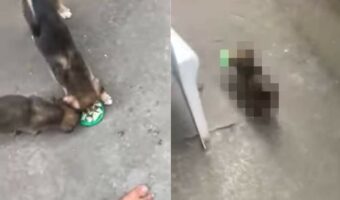 飼い主さんからごはんをもらった2匹の子犬。ところが2匹で一皿扱いされるのが嫌だったのか、1匹が『まさかの行動』に出ました!【海外・動画】