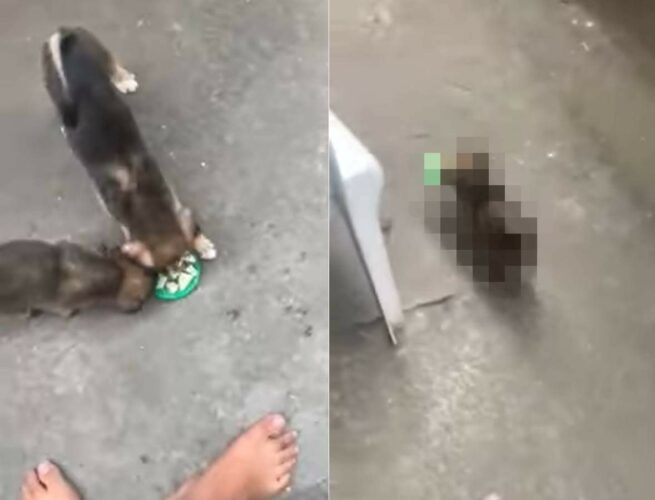 飼い主さんからごはんをもらった2匹の子犬。ところが2匹で一皿扱いされるのが嫌だったのか、1匹が『まさかの行動』に出ました！【海外・動画】