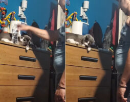 「これも邪魔、あれも邪魔ニャよ」タンスの上でくつろぐ猫の前にモノを置いてみると・・、どんなものも同じ扱いを受けるのでした【海外・動画】