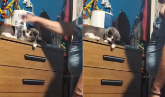 「これも邪魔、あれも邪魔ニャよ」タンスの上でくつろぐ猫の前にモノを置いてみると・・、どんなものも同じ扱いを受けるのでした【海外・動画】