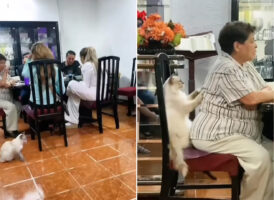 なんて優しい子なの！家族が団らん中、愛猫のうちの一匹がなんとおばあちゃんのことを優しく丁寧にマッサージしていました！！【海外・動画】