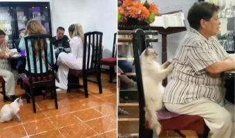 なんて優しい子なの!家族が団らん中、愛猫のうちの一匹がなんとおばあちゃんのことを優しく丁寧にマッサージしていました!!【海外・動画】