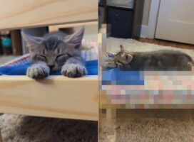 その寝床がジャストサイズ過ぎる！子猫が体を伸ばして気持ちよさそうに寝ているその場所は・・【アメリカ・動画】