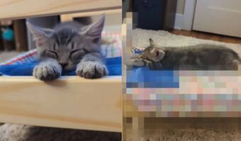 その寝床がジャストサイズ過ぎる!子猫が体を伸ばして気持ちよさそうに寝ているその場所は・・【アメリカ・動画】