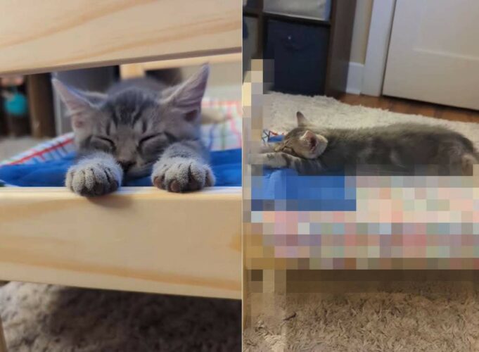 その寝床がジャストサイズ過ぎる！子猫が体を伸ばして気持ちよさそうに寝ているその場所は・・【アメリカ・動画】