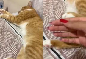 「寝ている邪魔しニャいで！」横になっている猫にちょっかいをかける飼い主さん。すると、猫は寝たまま反撃に打って出てきました