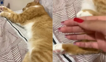 「寝ている邪魔しニャいで!」横になっている猫にちょっかいをかける飼い主さん。すると、猫は寝たまま反撃に打って出てきました
