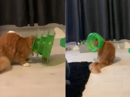 猫がカラフルなエリザベスカラーを付けていると思ったら・・、とんでもない事態に陥ってパニックになっていました！！【海外・動画】