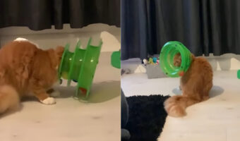 猫がカラフルなエリザベスカラーを付けていると思ったら・・、とんでもない事態に陥ってパニックになっていました!!【海外・動画】